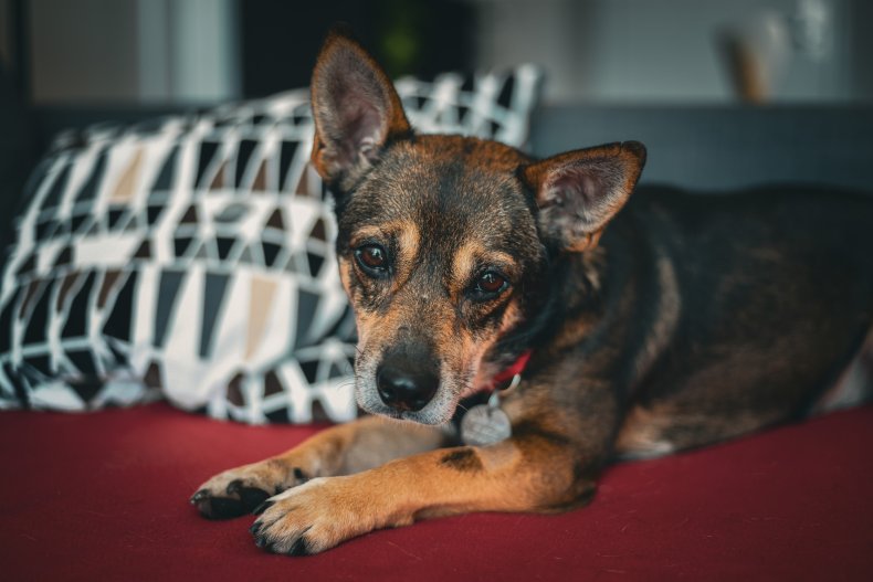 Small dog laying on a couch.