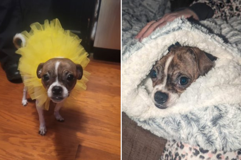 Daisy May the dog