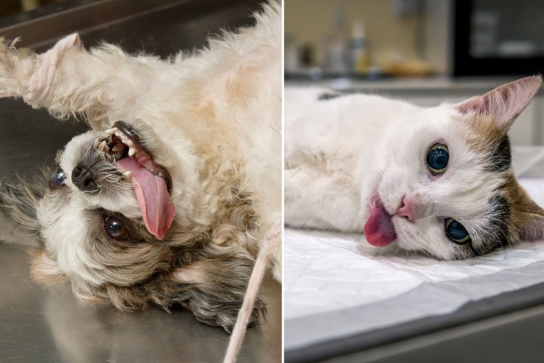 Vets Share Hilarious Montage of Cats and Canines Waking Up From Anesthetic