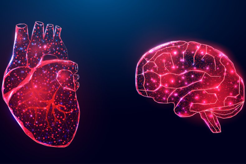 Illustration of the heart and brain