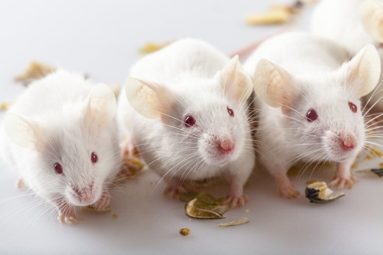 Several white mice eating