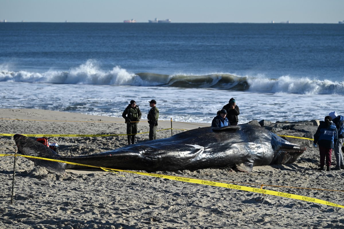 Whale death Rockaway beach New York