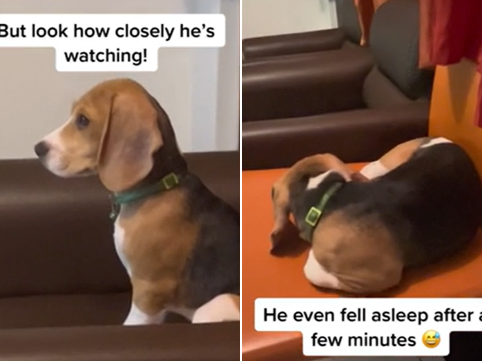 How to 2024 calm a beagle