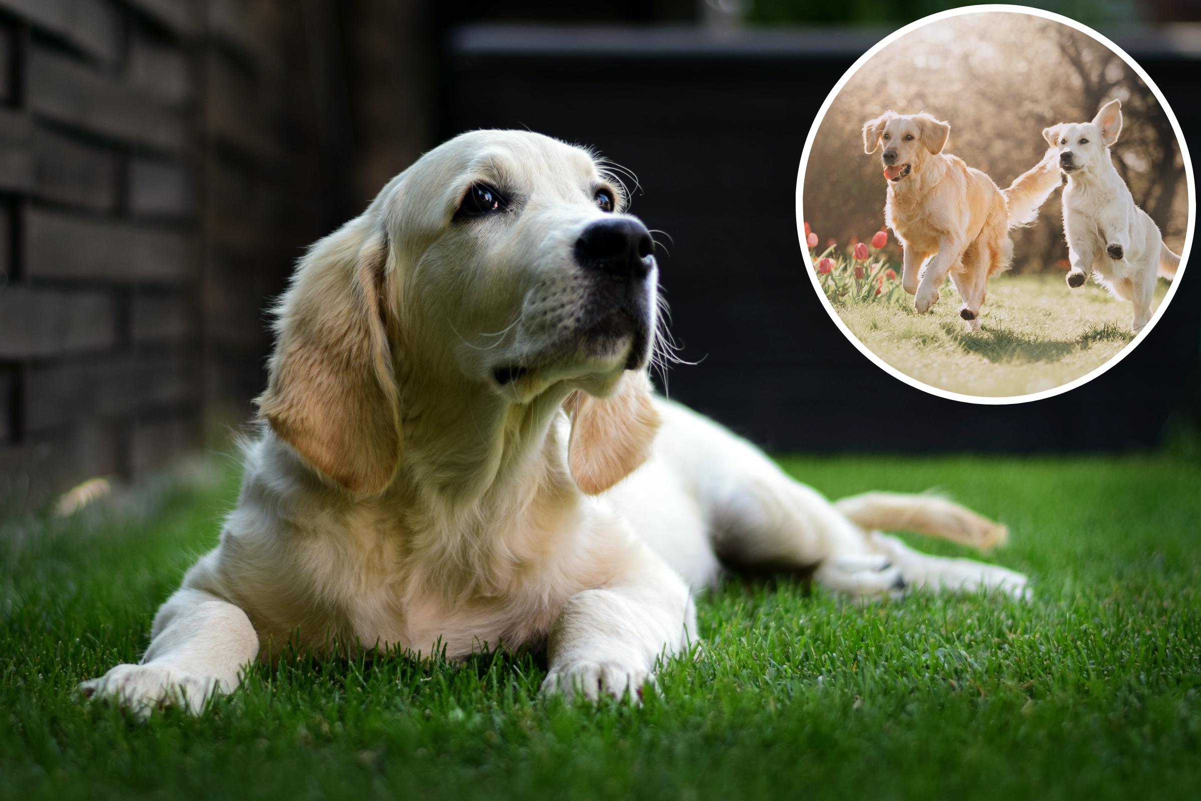 Hearts Melts as Golden Retriever Waits for His Summer Girlfriend to Arrive