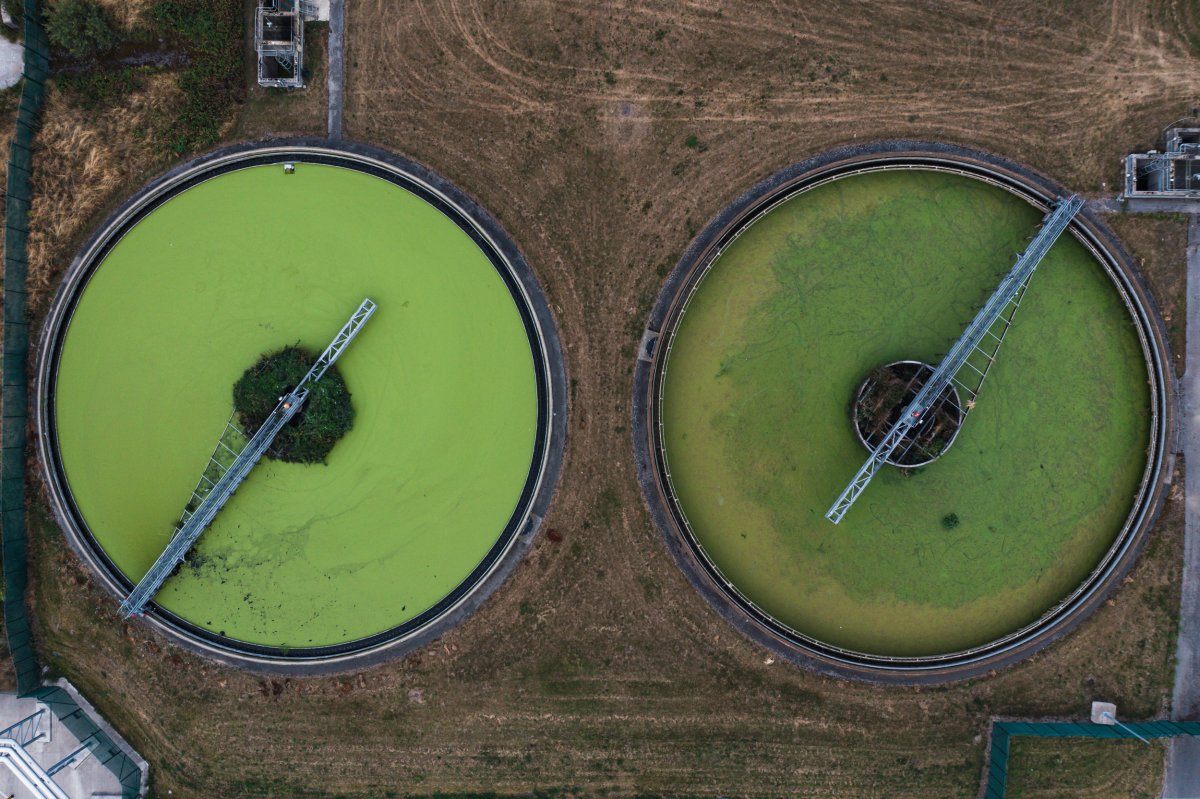 green algae wastewater