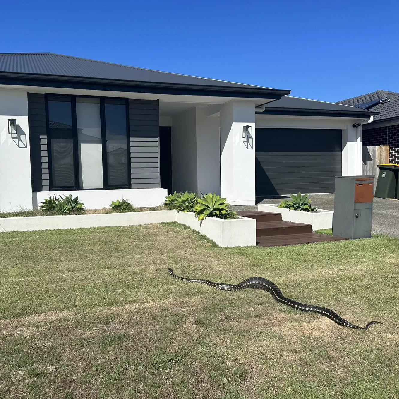 Pet Owners Warned as 8ft Snake Found in Yard After Feasting on 'Large' Prey - Vimarsana News