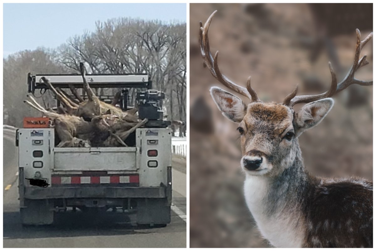 Animals killed in collisions and a deer