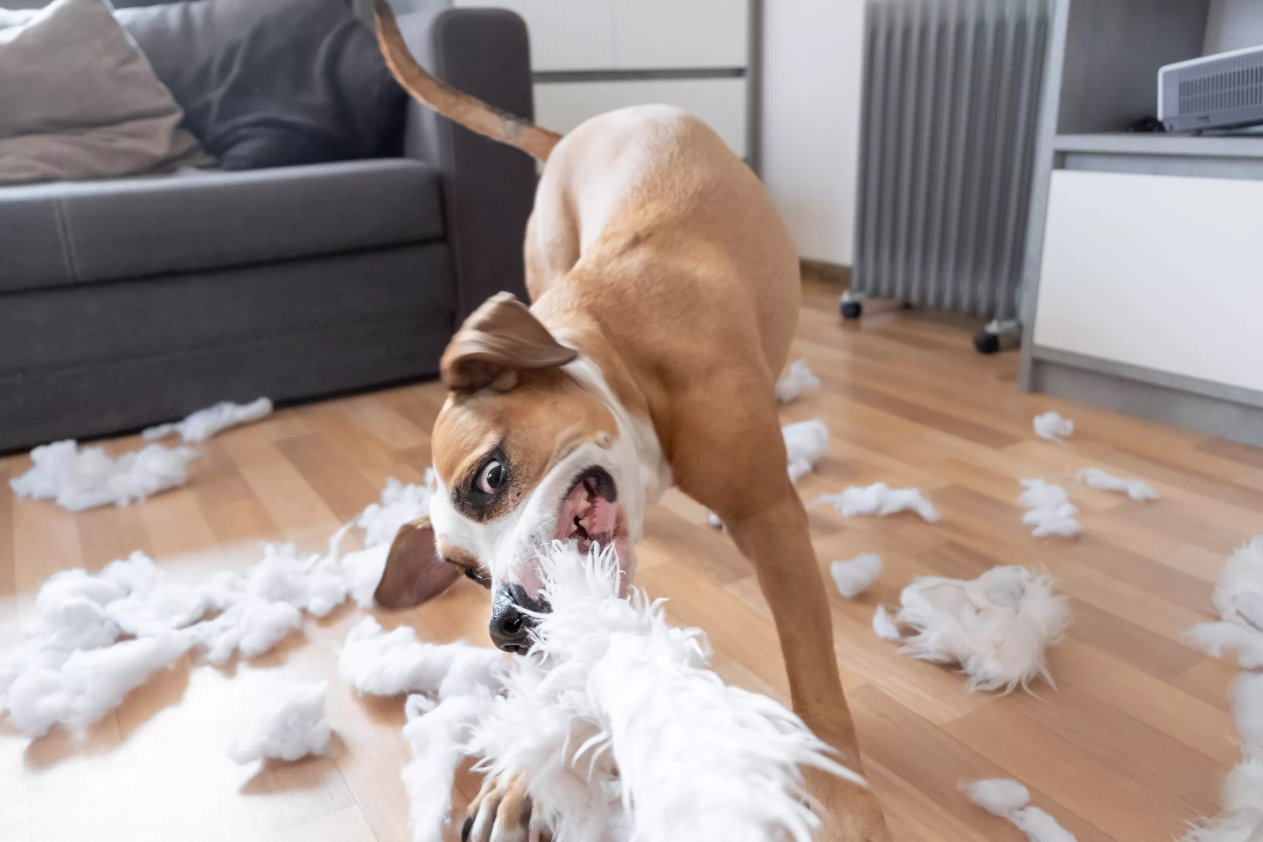 Dachshund's Reason for Destroying Couch Delights Viewers: 'Such a Shame' - Vimarsana News