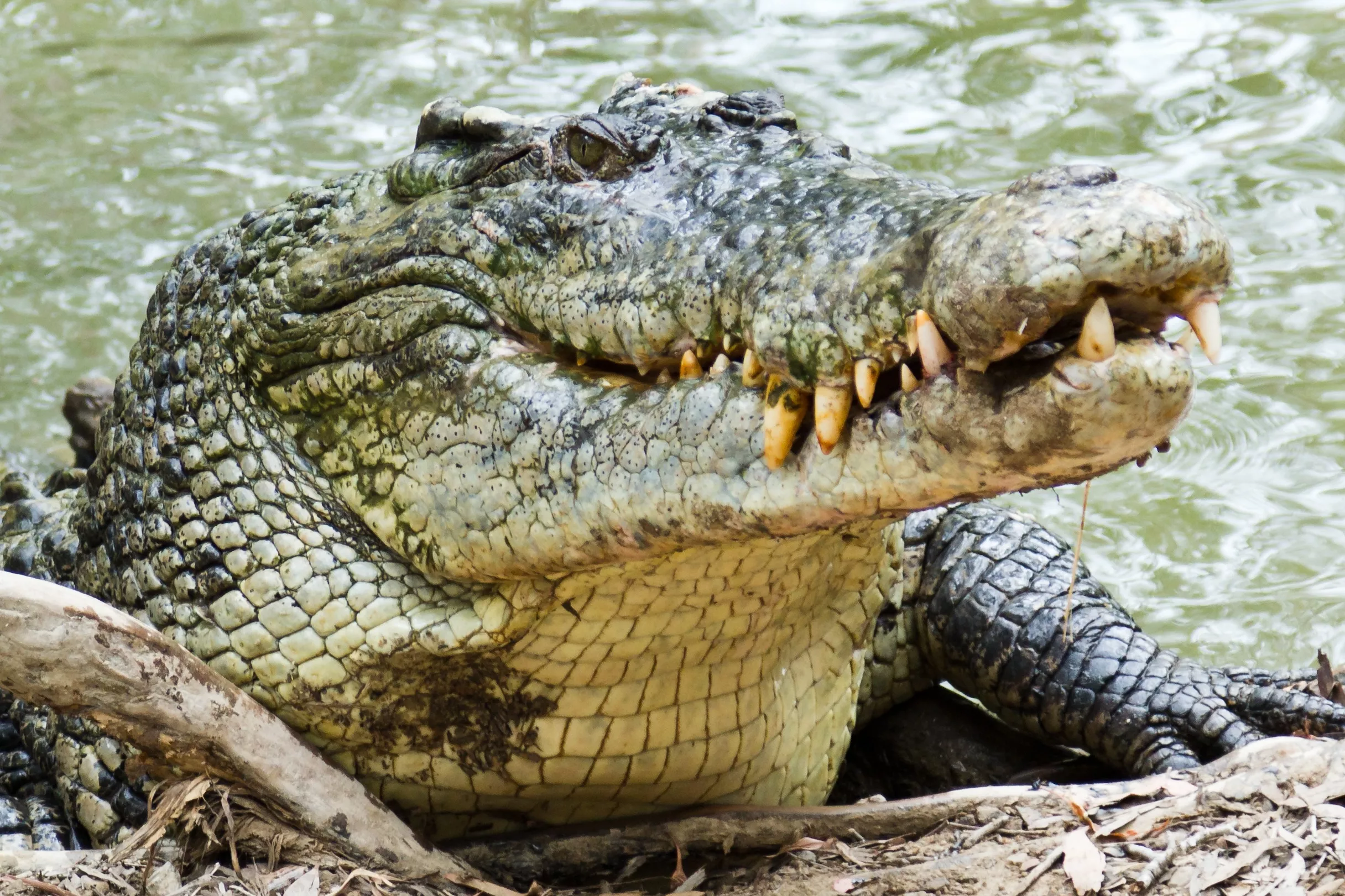 Crocodile Found Under Wheelchair Access Ramp at Nursing Home - Vimarsana News
