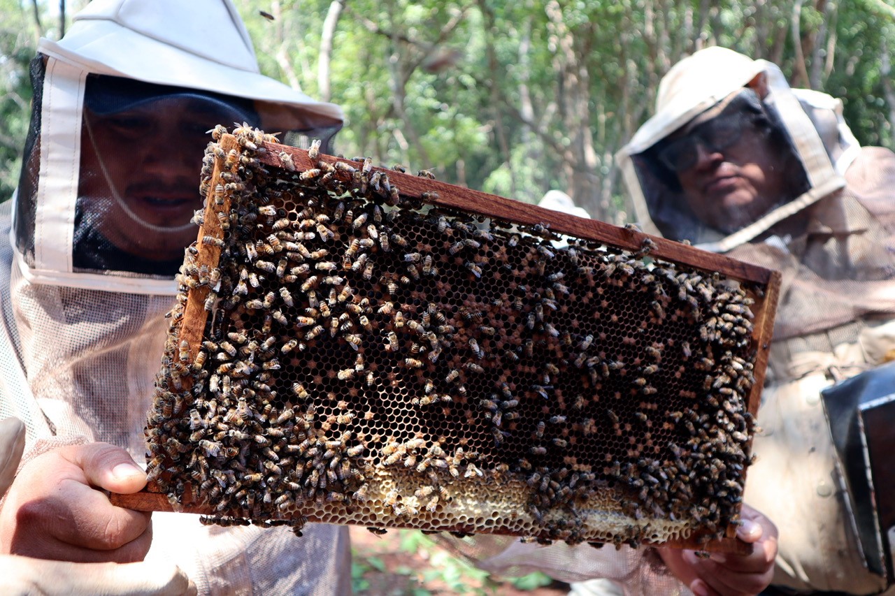 Forest Conservation Projects Must Be Community-Led | Opinion