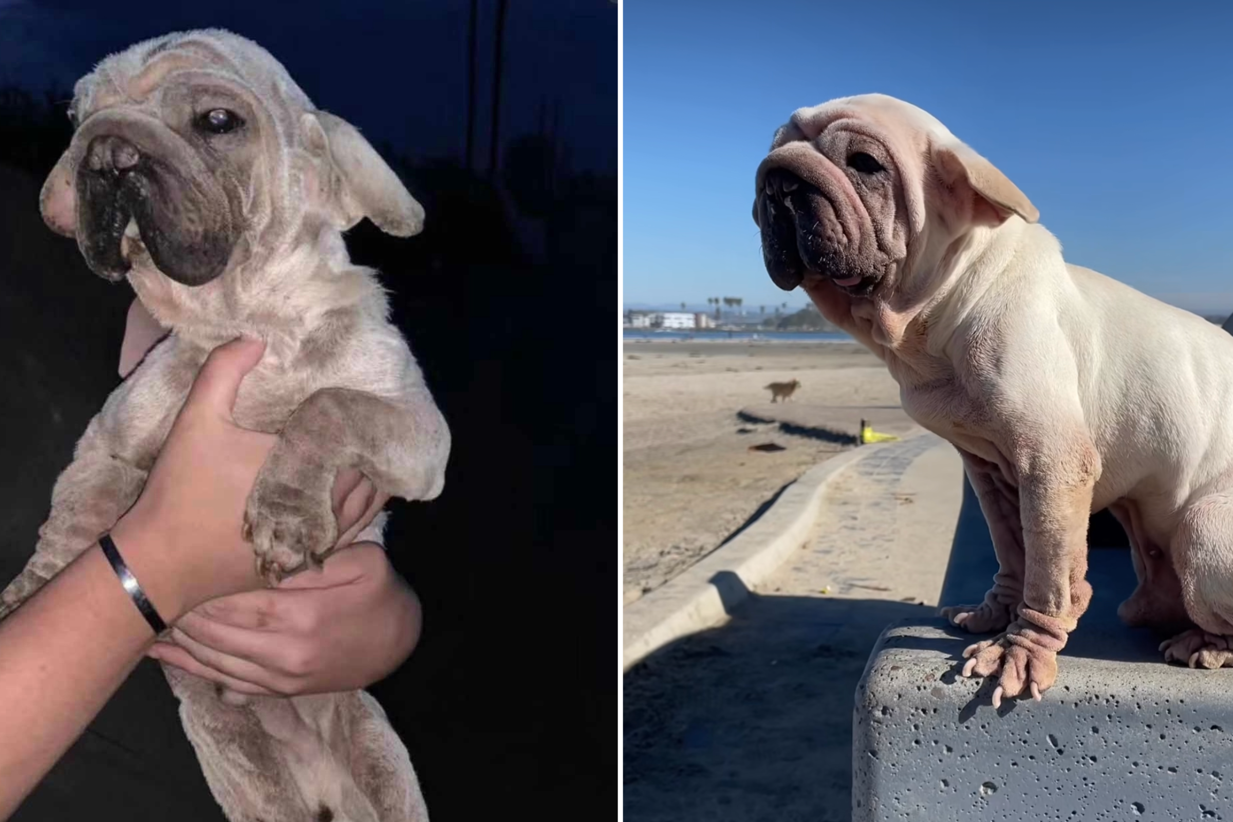 Dog’s Incredible Transformation After Meat Trade Rescue: ‘Stole My Heart’