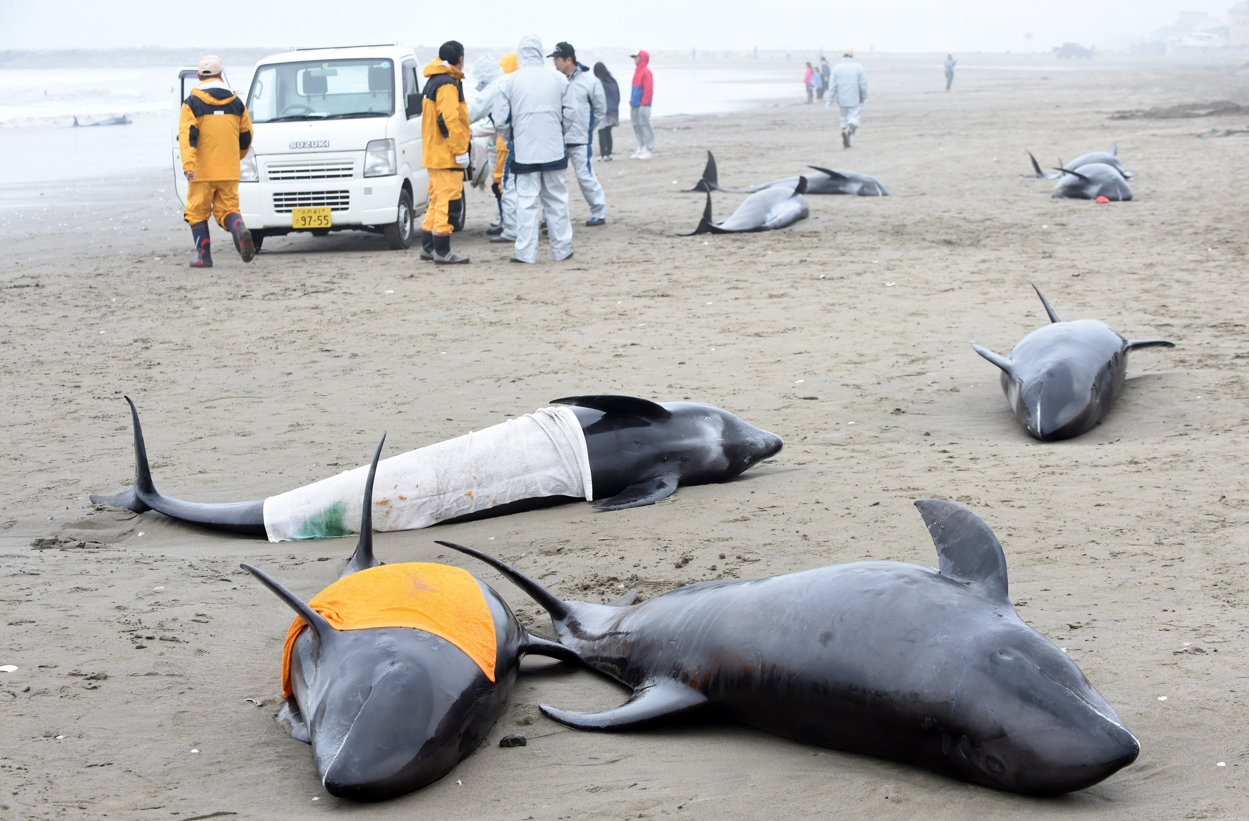 Mystery as Dozens of Dolphins Wash Up on the Same Beach