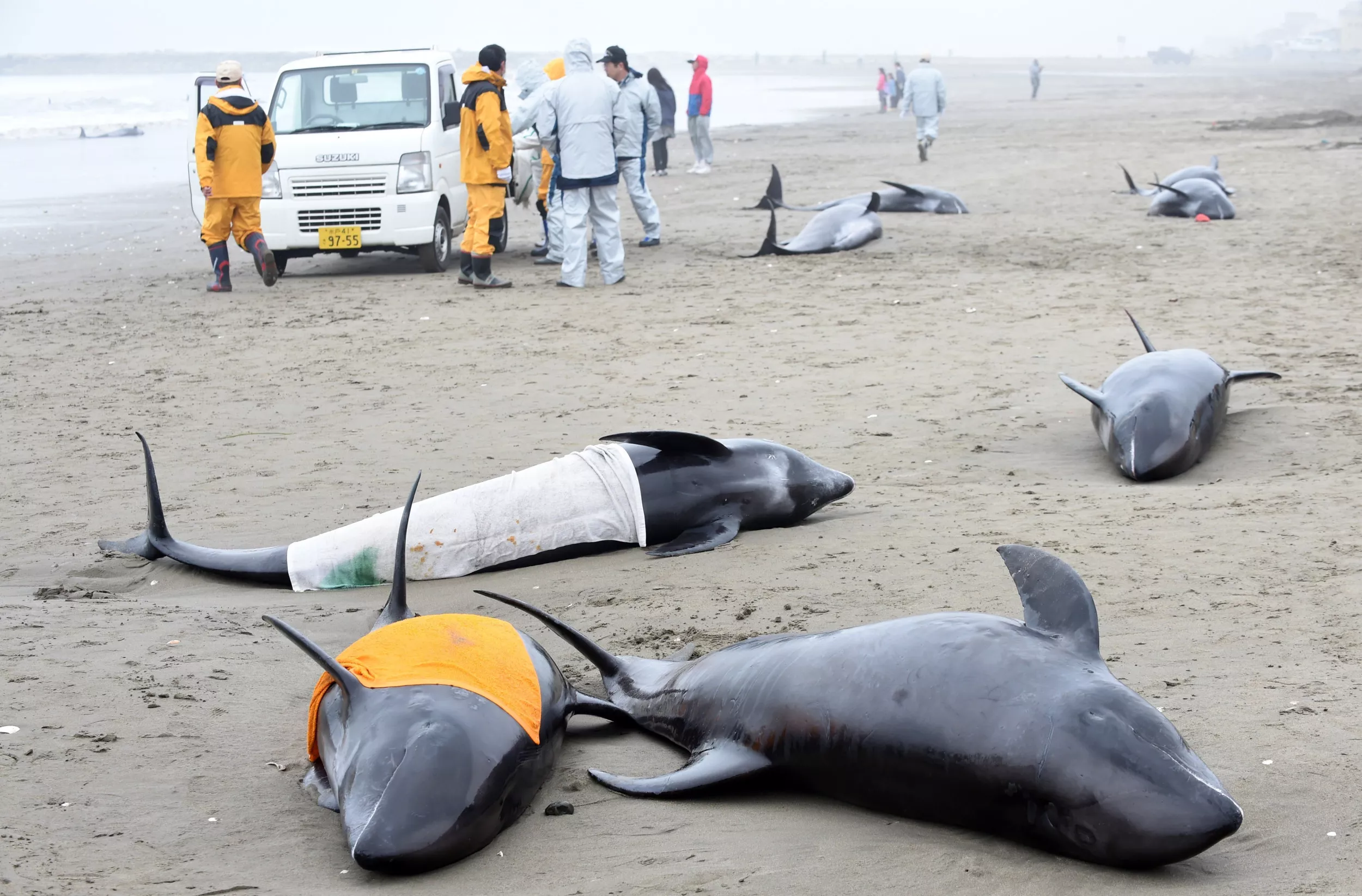 Mystery as Dozens of Dolphins Wash Up on the Same Beach - Vimarsana News