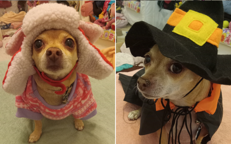 Pinky the costume-loving chihuahua.