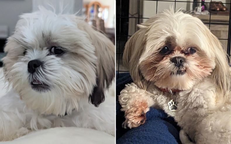 Miss Jazz the lovable Shih Tzu.