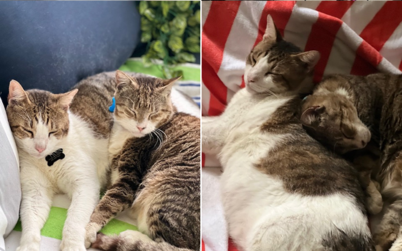 Duke Ellington and Lord Byron Rescue Cats.