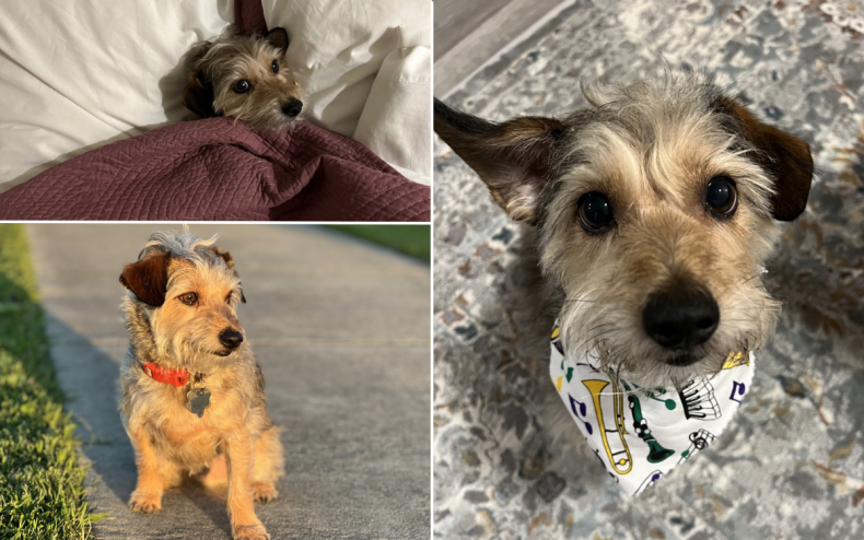 Georgie the hoping happy terrier mix