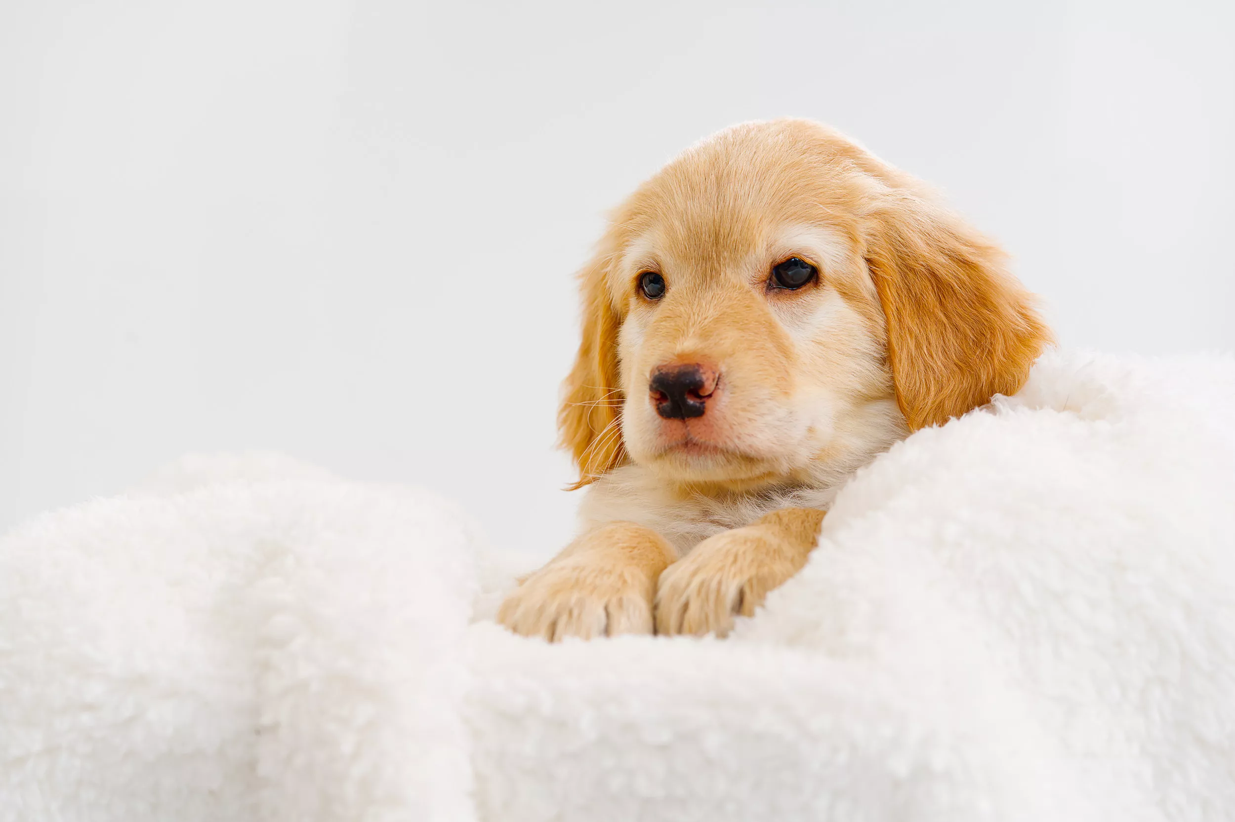 Golden Retriever Puppy Using Blanket Basket for 'Sleepies' Melts Hearts - Vimarsana News