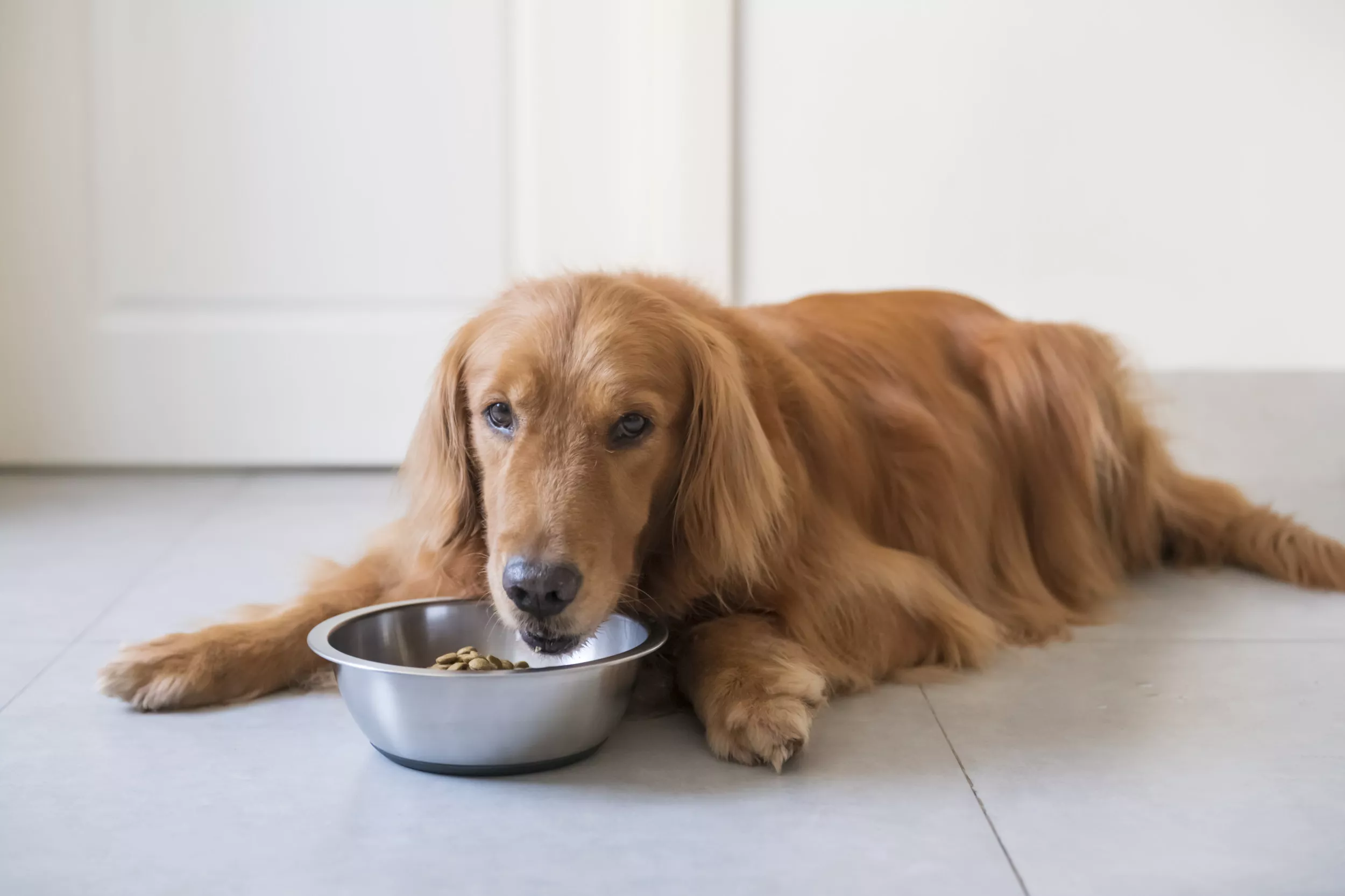 Golden Retriever Drools Over Dinner As Dogsitter Doesn't Know Release Word - Vimarsana News