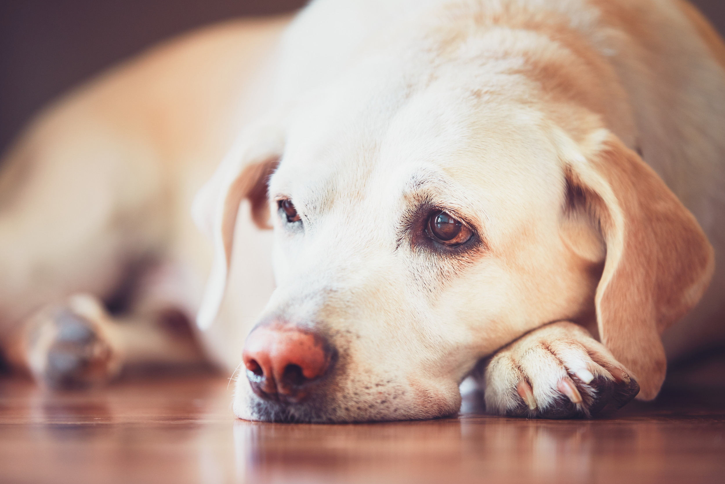 Grieving Dog Playing Alone Where He Used to Wrestle Sister Breaks Hearts