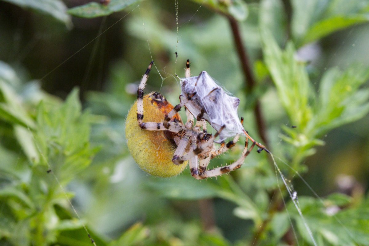 spider cannibalism