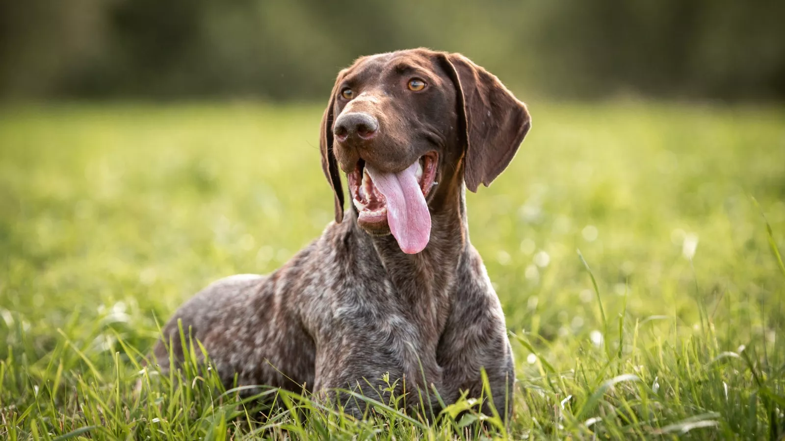 Do hot sale gsp shed