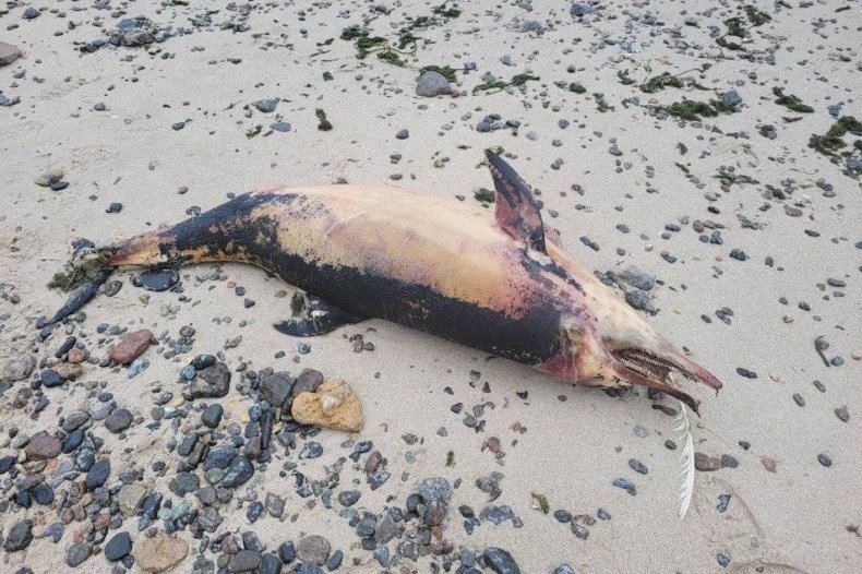 A dead dolphin in the Black Sea