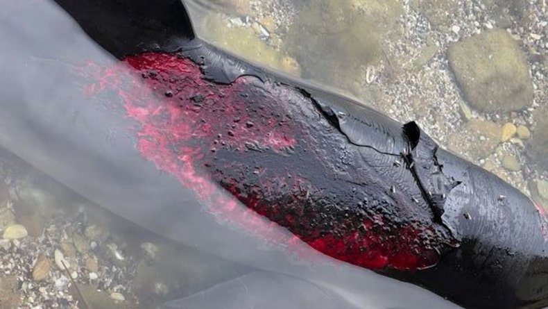 An injured harbor porpoise