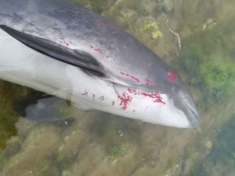 Harbor porpoise with decompression sickness