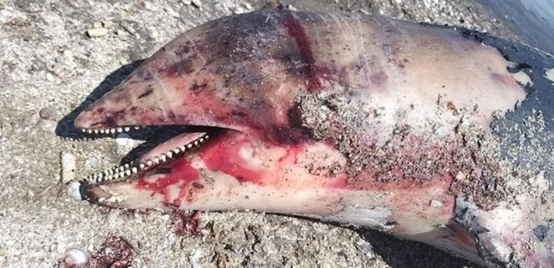 A dead porpoise