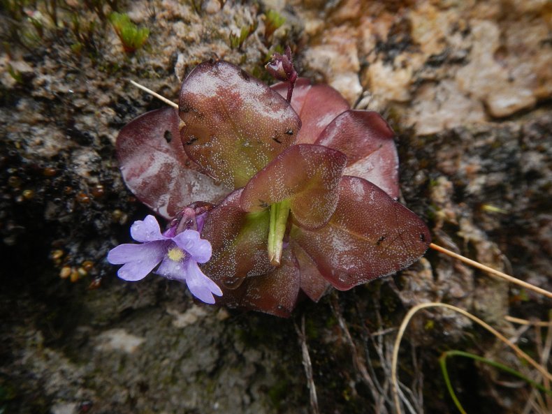 Pinguicula ombrophila in the Ecuadorian Andes