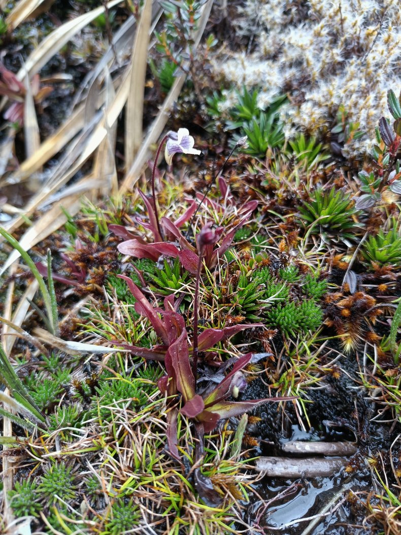 Pinguicula jimburensis in the Ecuadorian Andes
