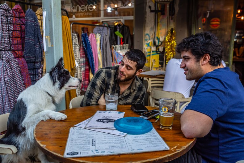 Passover Dogs 03