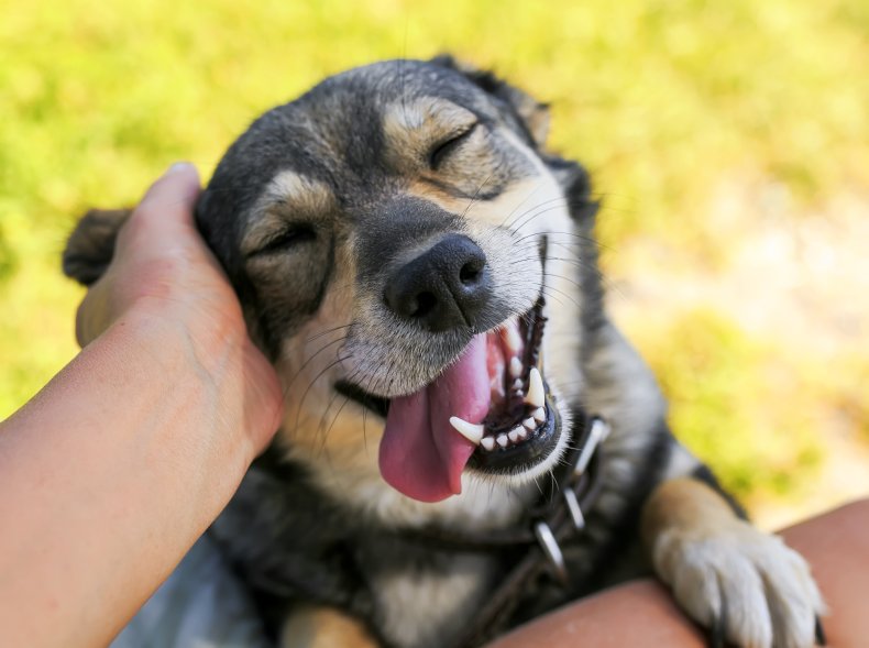 Dog smiling while being petted.