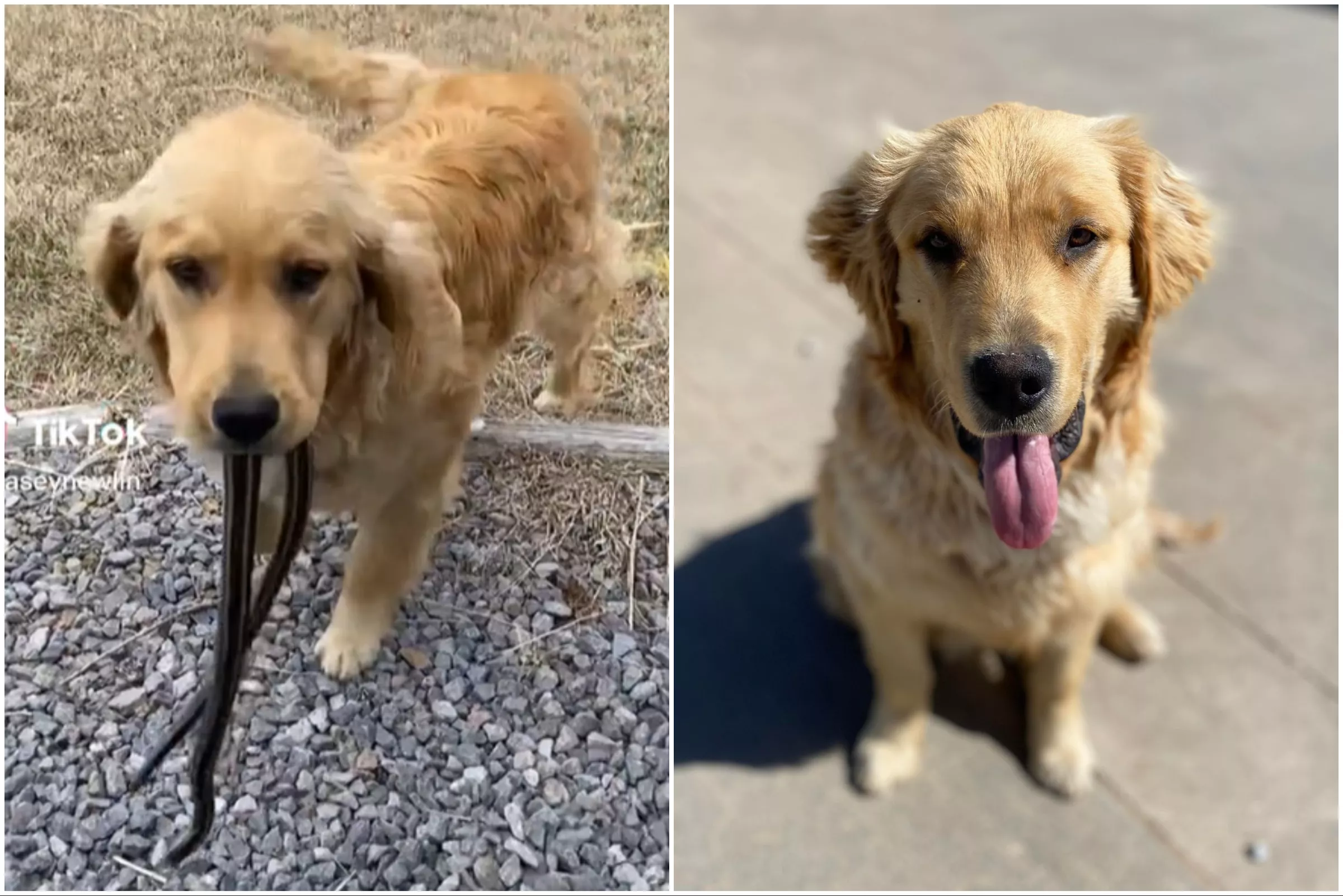 Golden Retriever Brings Owner 3ft Snake: 'He Looks So Proud' - Vimarsana News