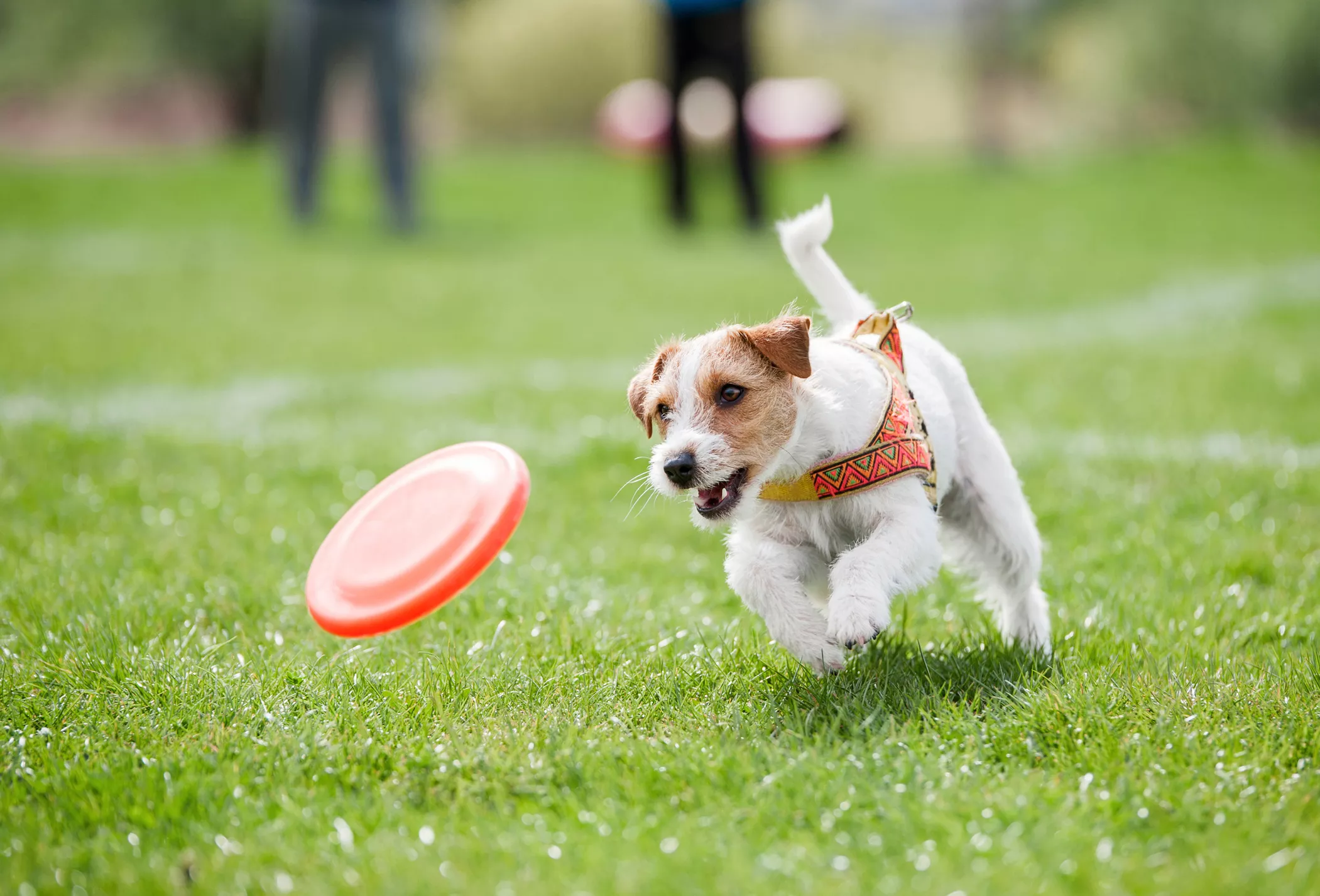 Here Are 3 Simple Ways to Calm a High-Energy Dog: 'Game-Changer' - Vimarsana News