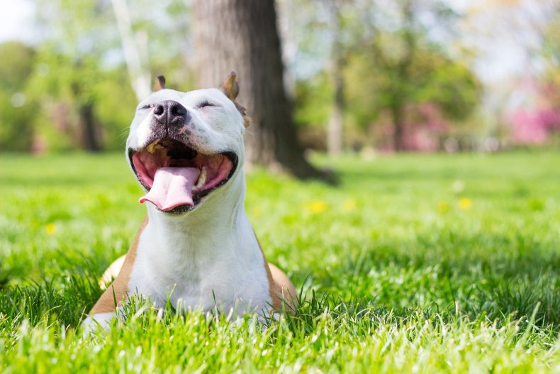 A happy pitbull lying on the grass