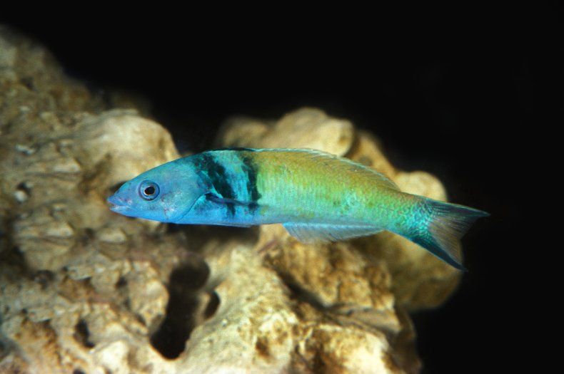 berkepala biru