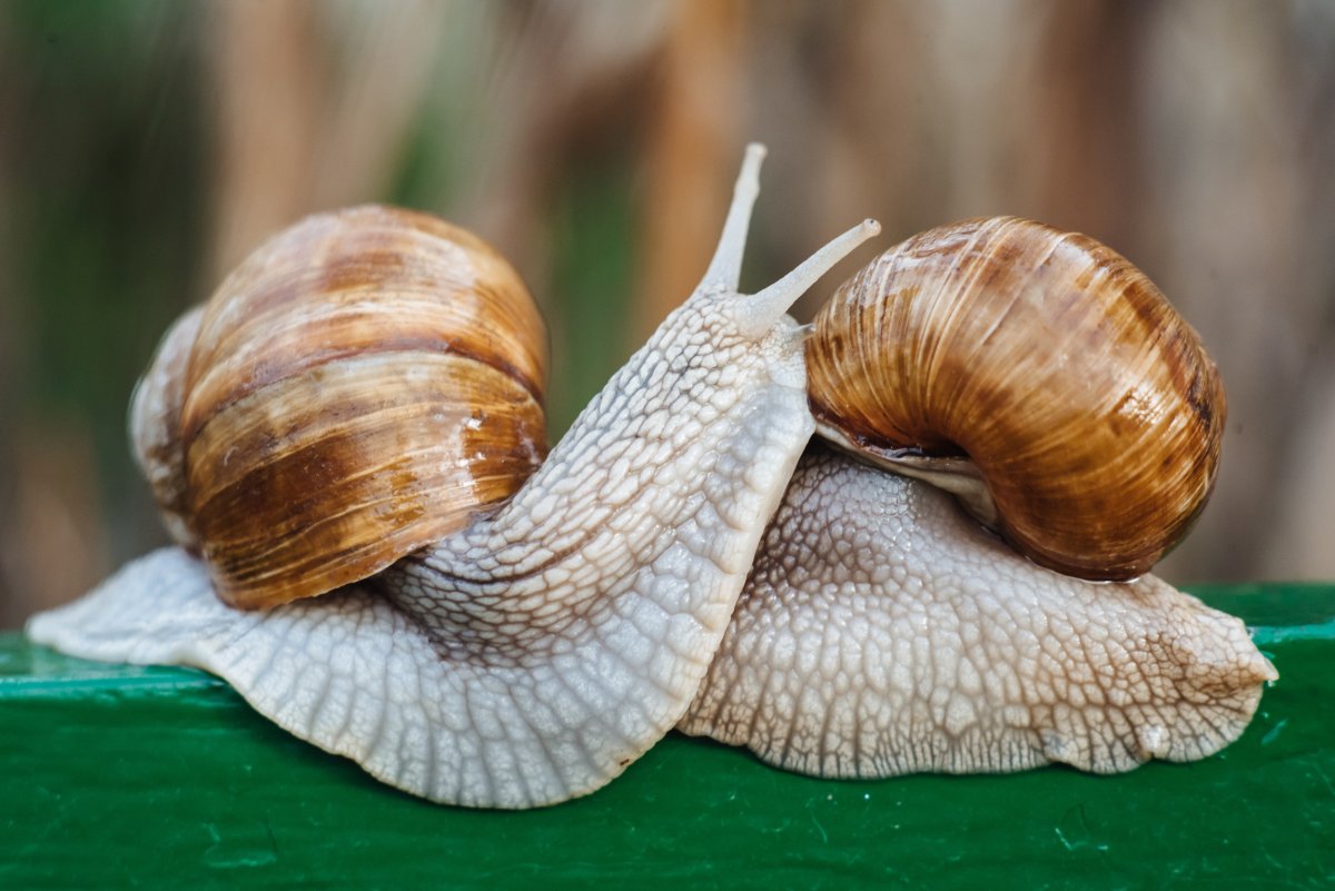 snail mating