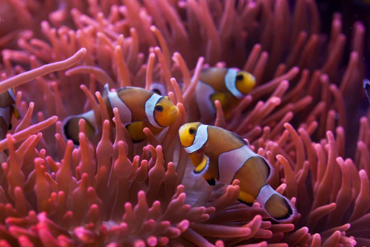 clownfish group