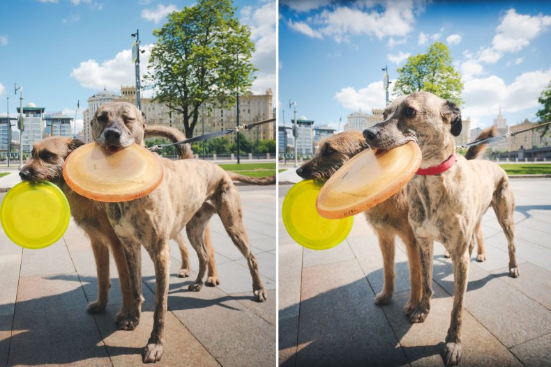 Two dogs holding Frisbees