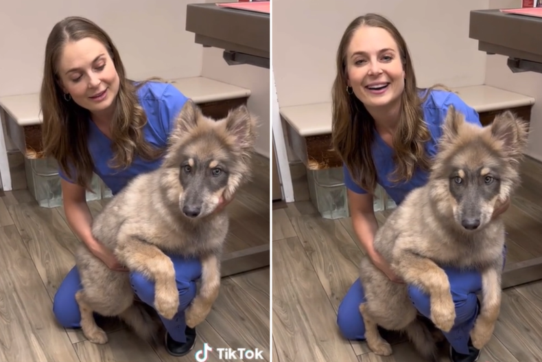 Lindsay Butzer dan anak anjing serigala Syrus