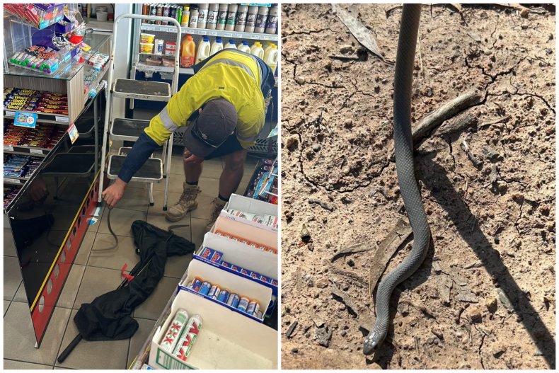 Snake under fridge in gas station store