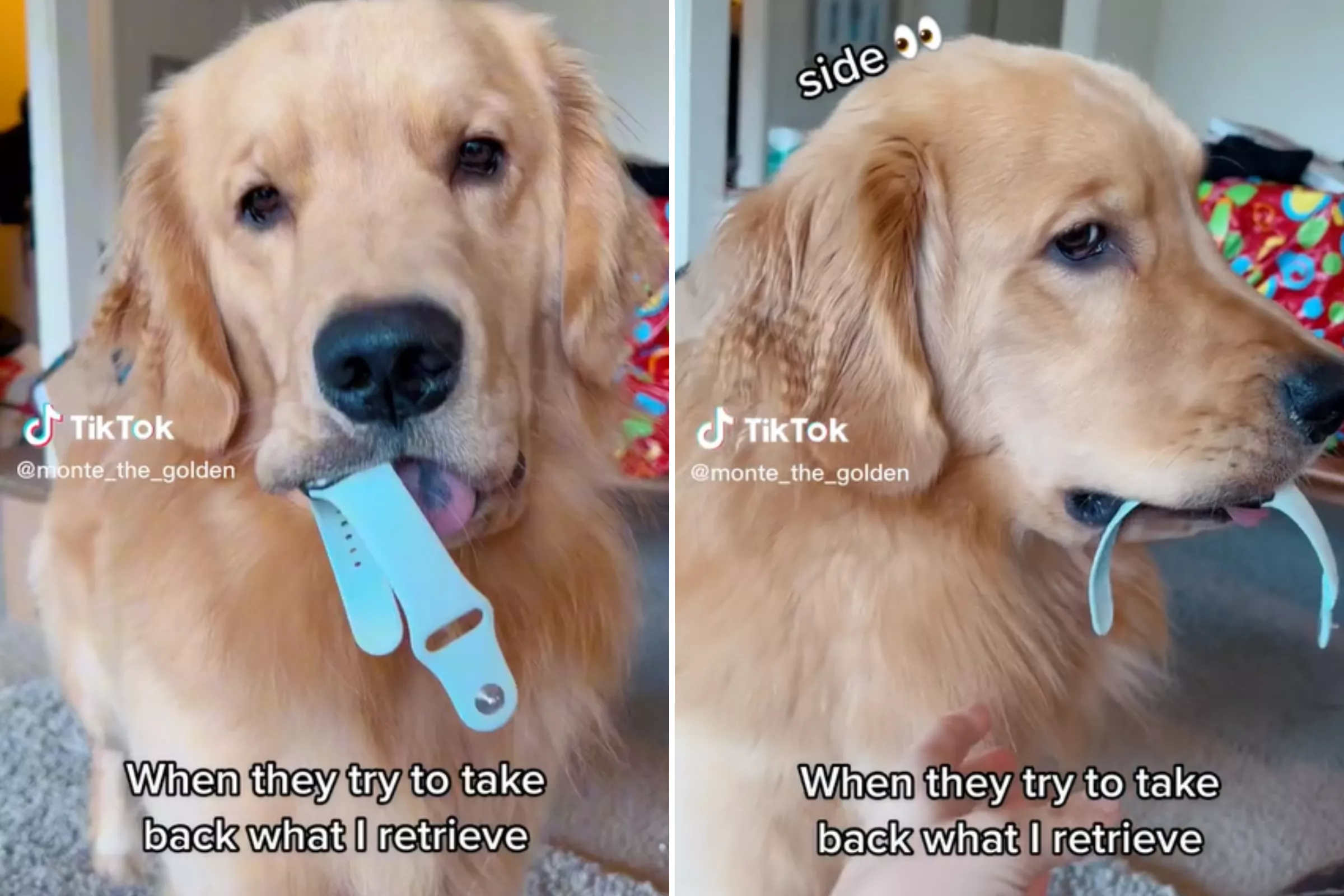 Golden Retriever's Intense 'Side Eye' When Owner Takes Back Precious Items - Vimarsana News