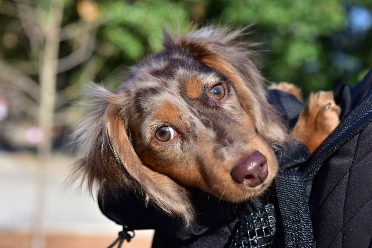 Dachshund being carried in a backpack 