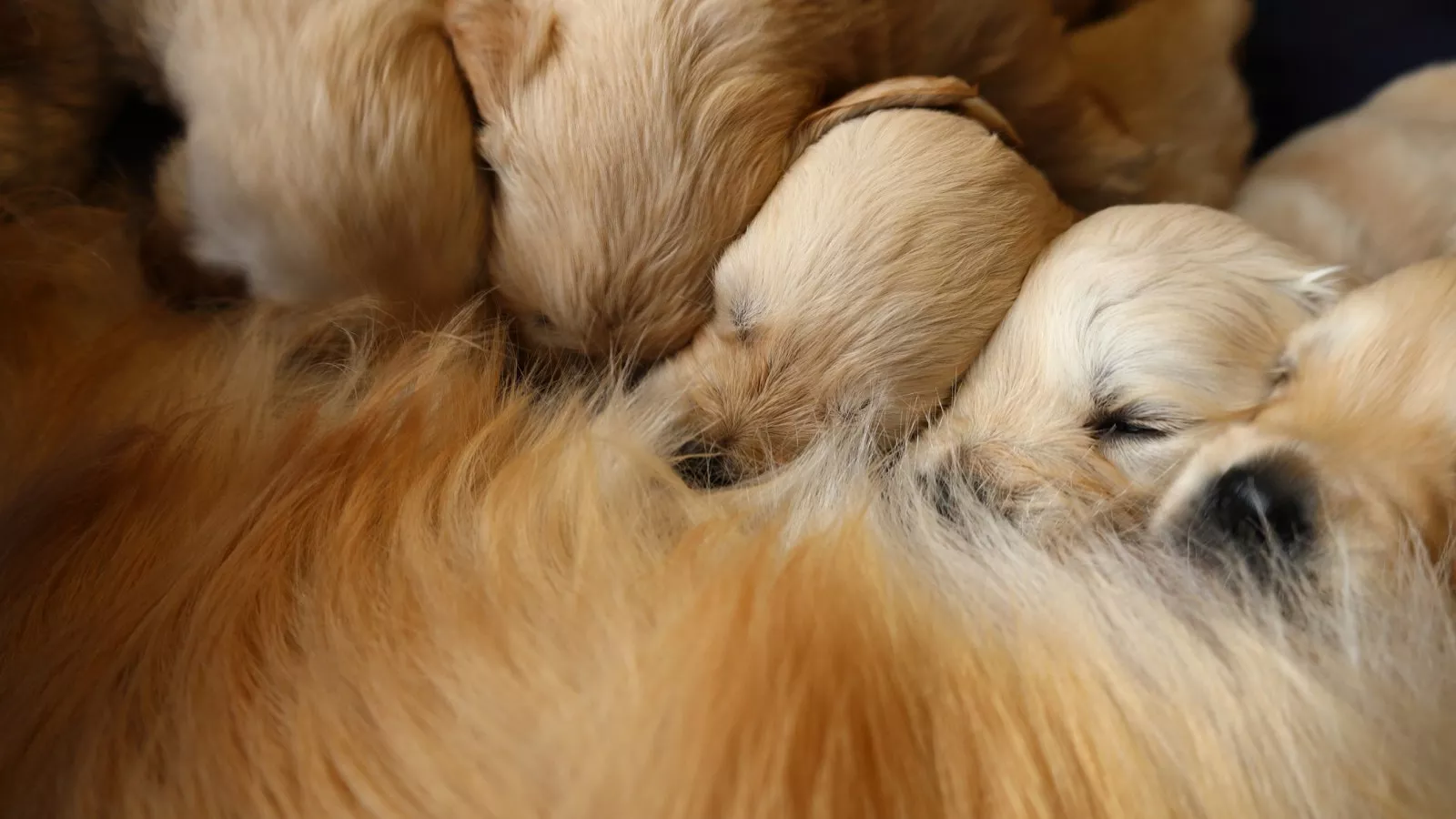Golden retriever puppy sales fur