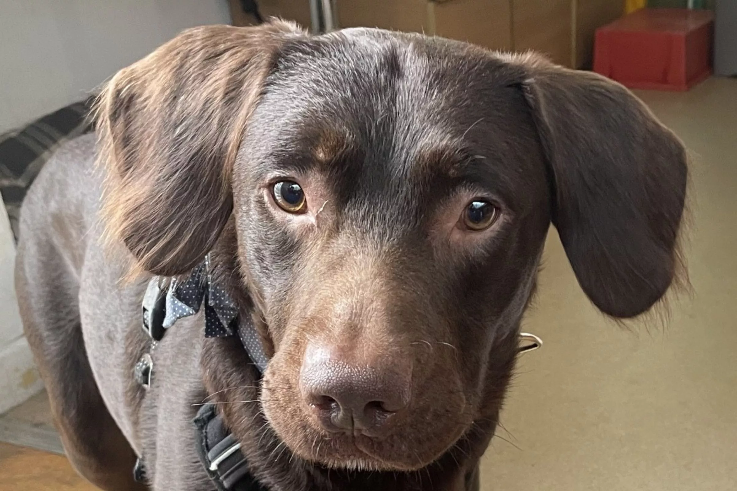 Alcoholic Dog Who Got Addicted to Drinks Left Out by Owner Now Sober - Vimarsana News
