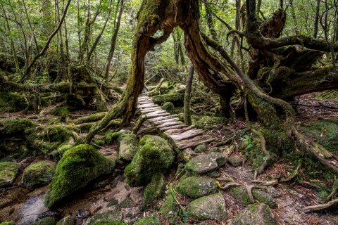 CUL Maps Natural Healing 11