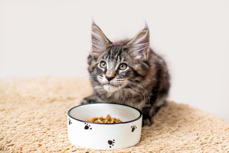 Cat sitting in front of food bowl.
