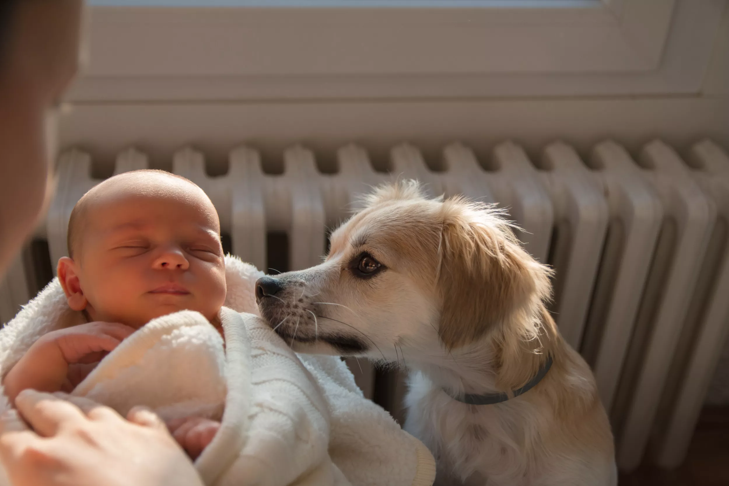 Laughter as Woman Training Deaf Dog in Preparation for Baby Goes Wrong - Vimarsana News